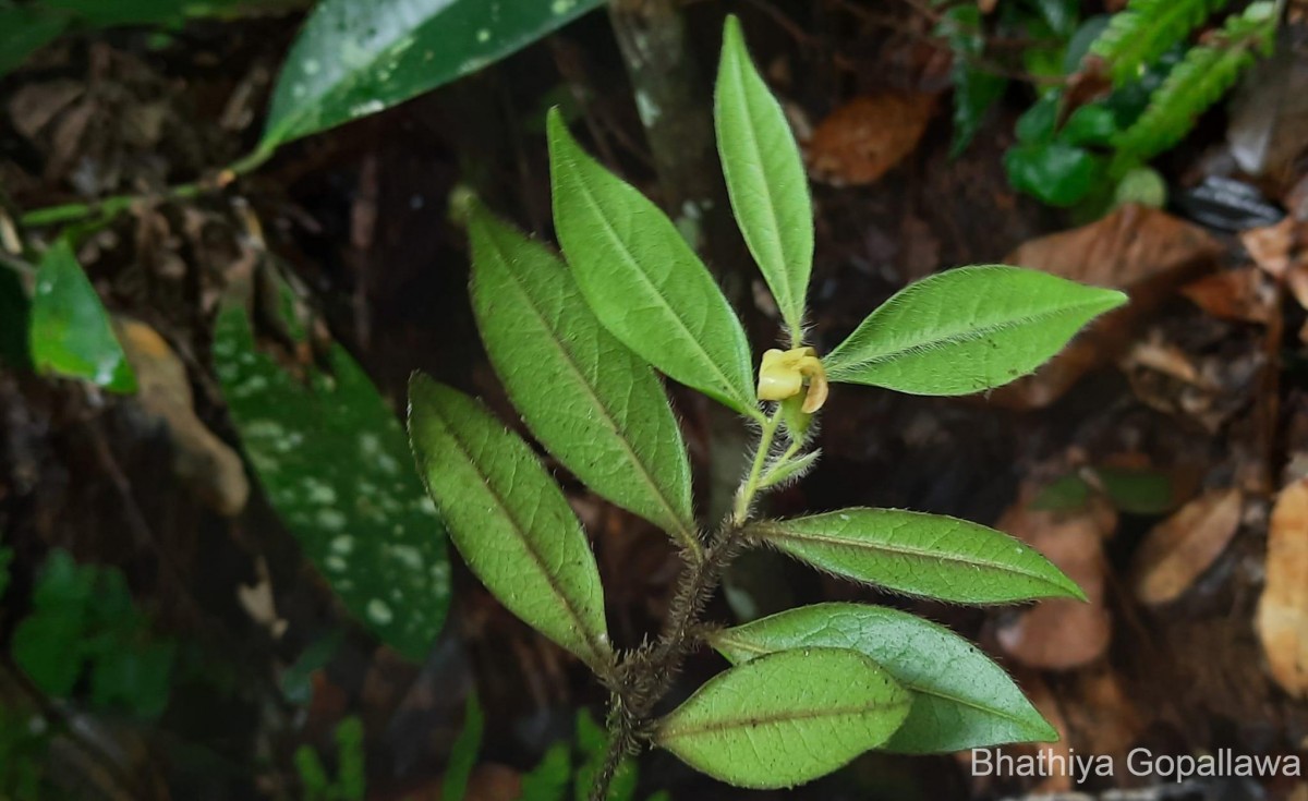 Diospyros trichophylla Alston